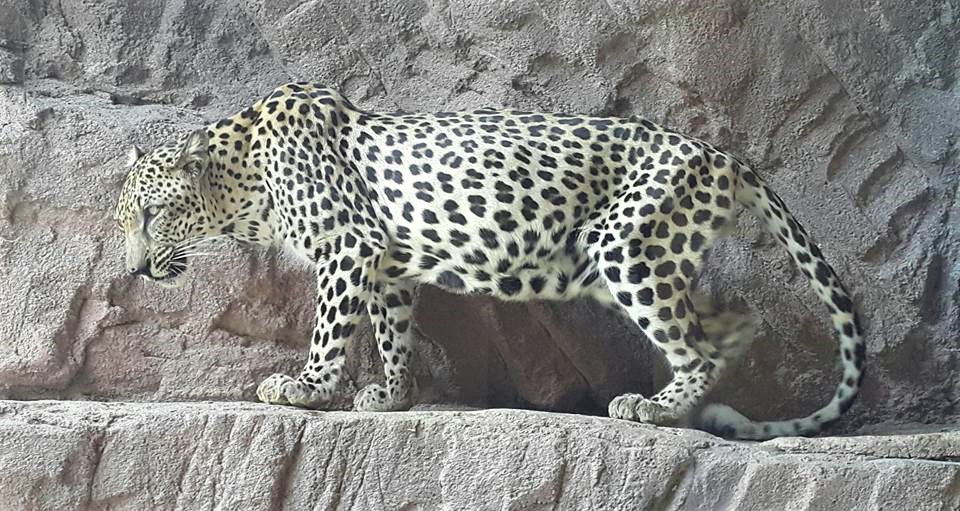 نمر عربي