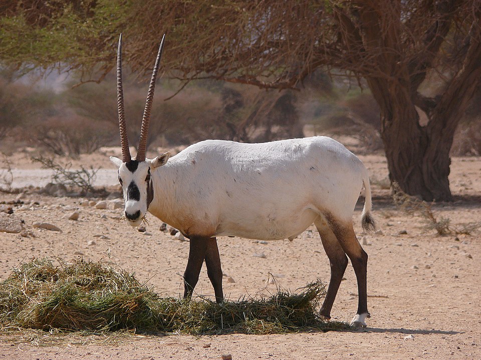 مهاة عربية