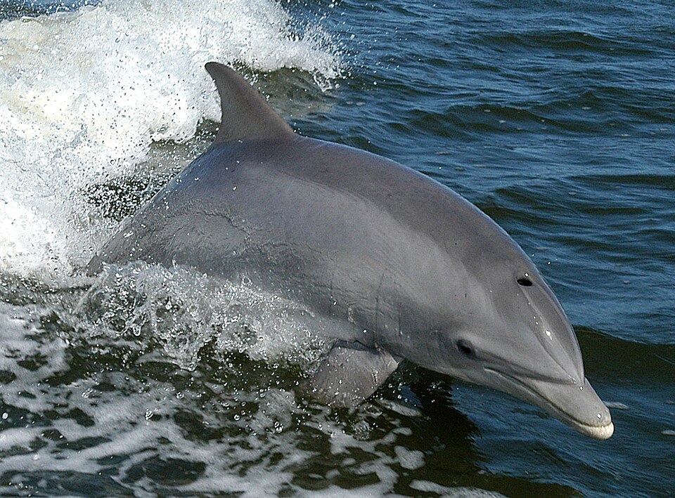 دلفين شائع قاروري الأنف