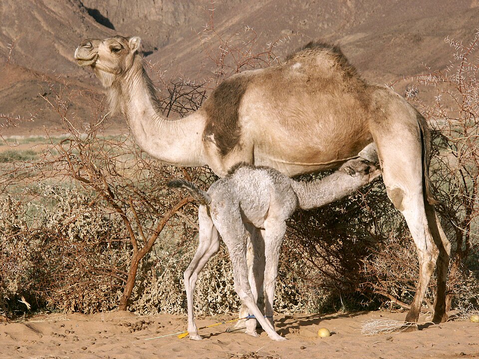 جمل عربي